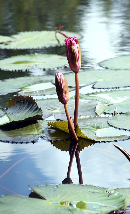 Yen stream in water lilies blooming season - ảnh 2
